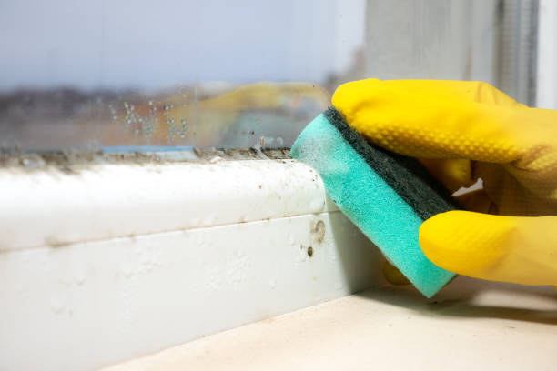 Mold Removal and Inspection in Cary, IL